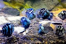 Мальки сапфирового попугая