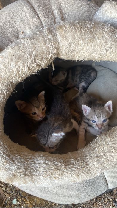 Кошка     котяты
