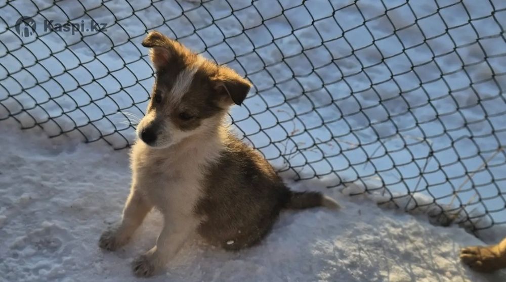 Отдам щенка в добрые руки