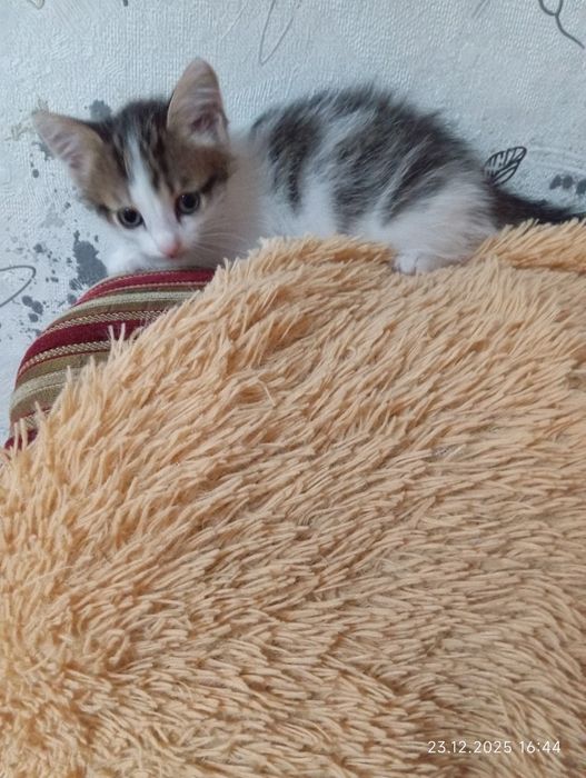 Кошечка  девочка