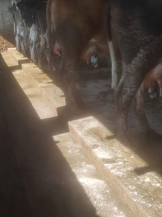 Vând vaci bune de lapte .