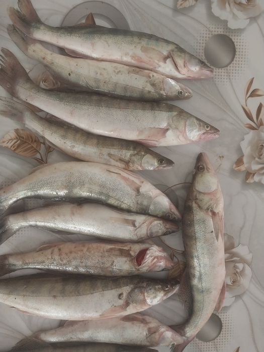 12 судак бар 500₸ ден