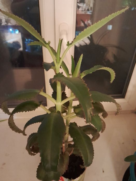 Каланхоэ лечебный продам