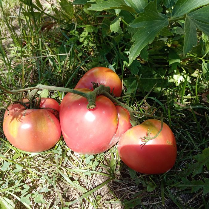 Vand Seminte bio de legume traditionale