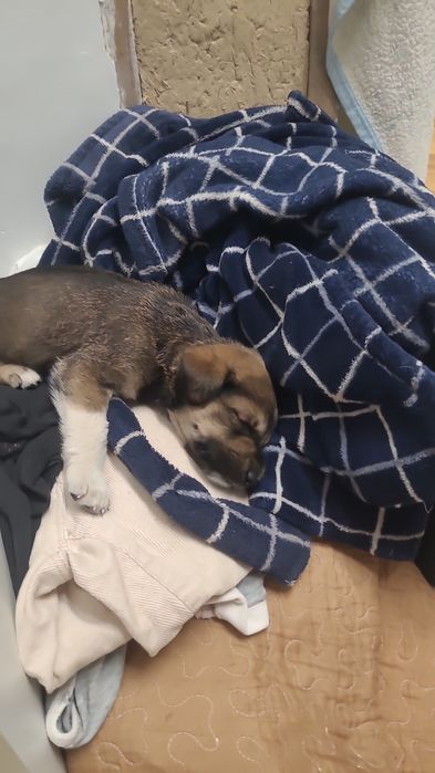 Отдам мальчика в добрые руки