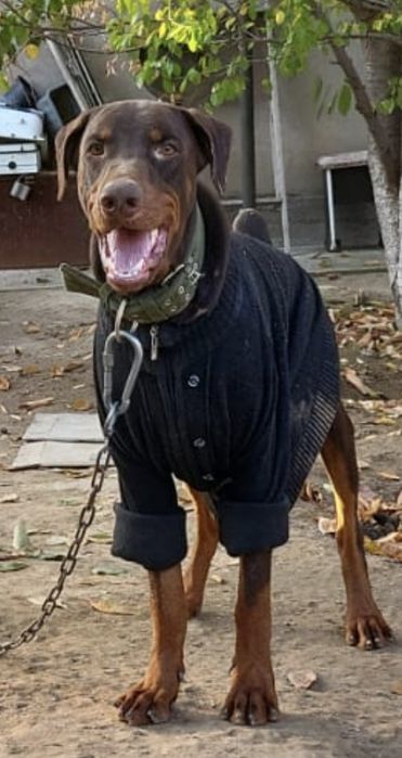 Собака Доберман  продам срочно