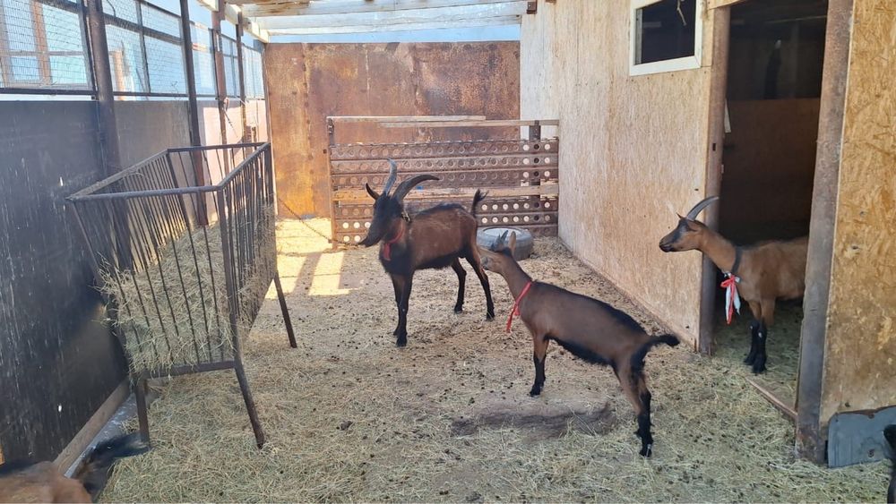 Альпи чех  теке.