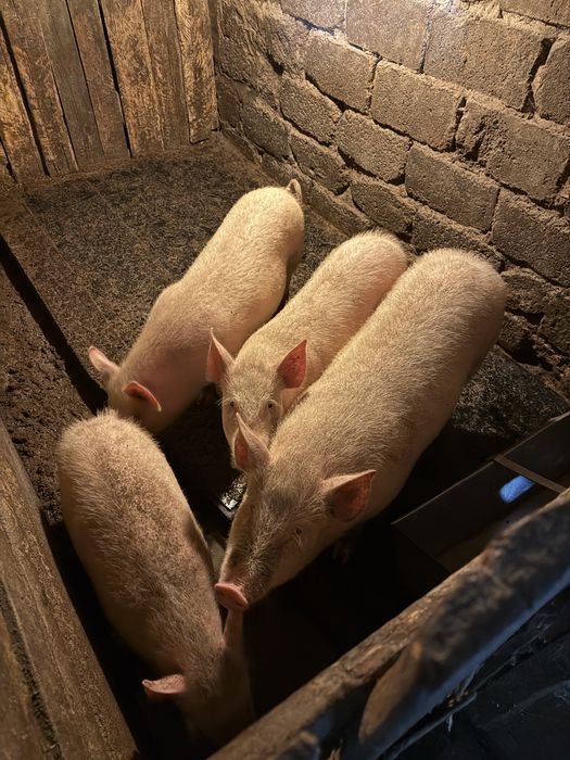 Продам свиней на доращивание