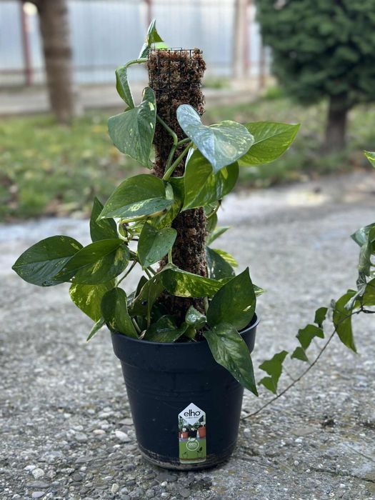 Turn moss premium chile