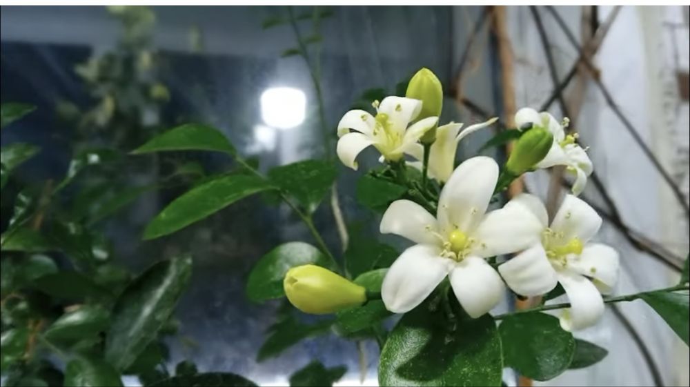 Мурая метельчатая