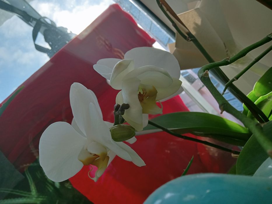 Орхидеи распродажа