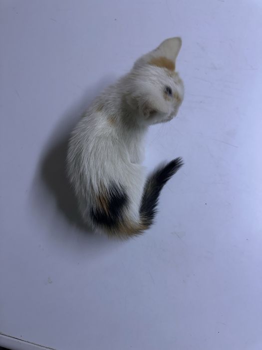 Отдаю бесплатно 2-х котят девочек!