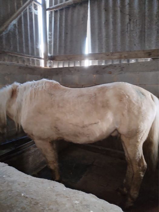 Айғыр сатылады