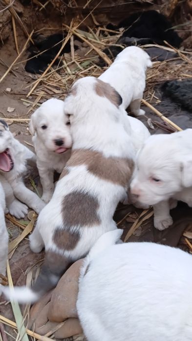 Chopon kuchuklar sotiladi