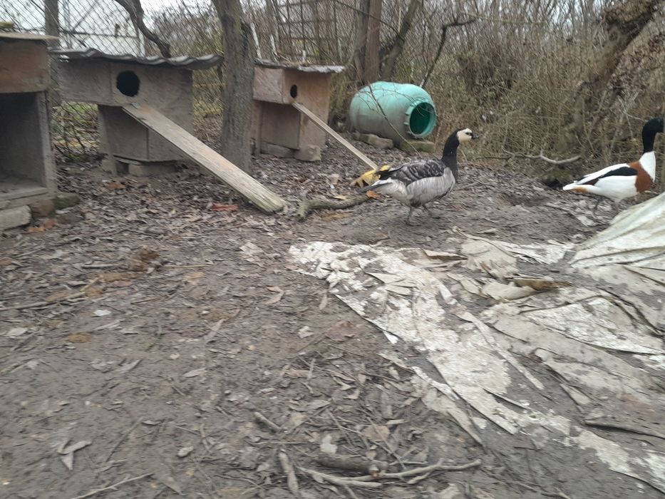 Femelă gâscă calugăr