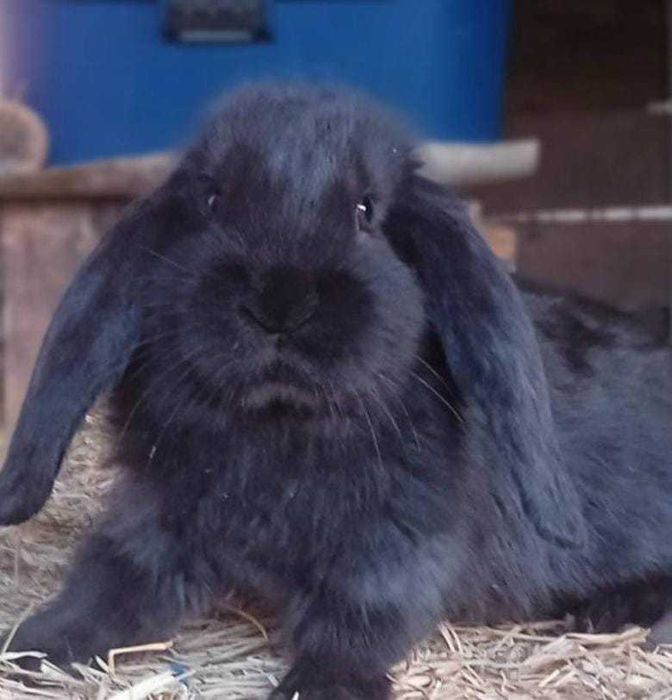 Iepure berbec german Si California