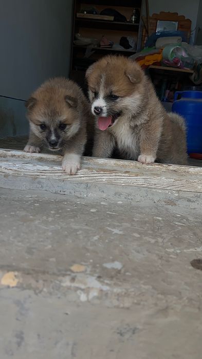 Продам щенка акиты ину