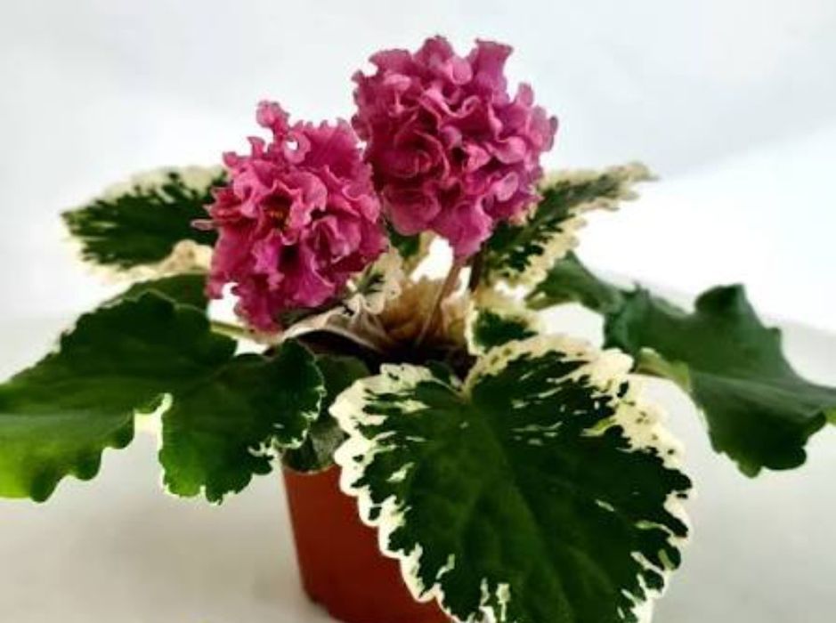 Фиалки. Набор листов