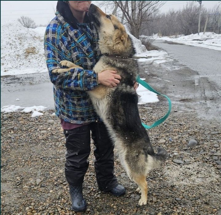 Отдам  овчарку (метис)