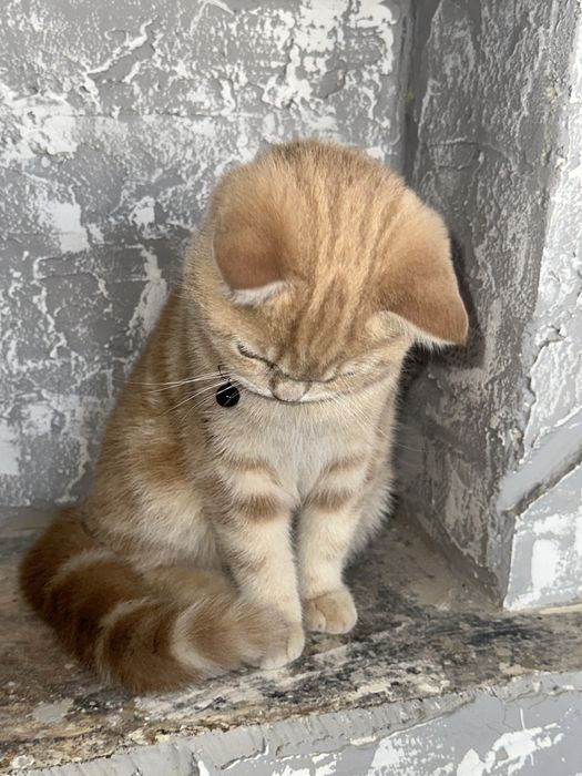 sog’lom mushuk vyazkaga beriladi