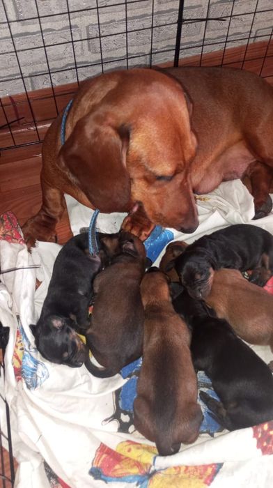 Щенки таксы бронь