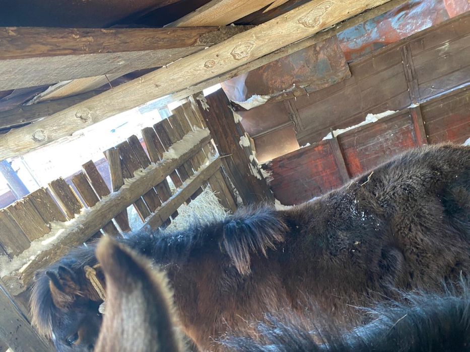 Тай сатамын 300000