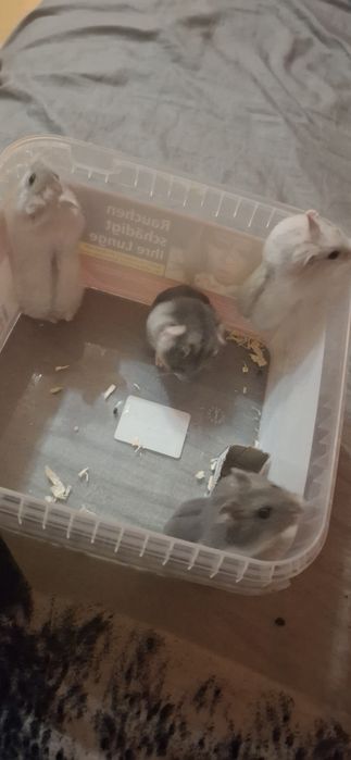 Hamsteri de vanzare!