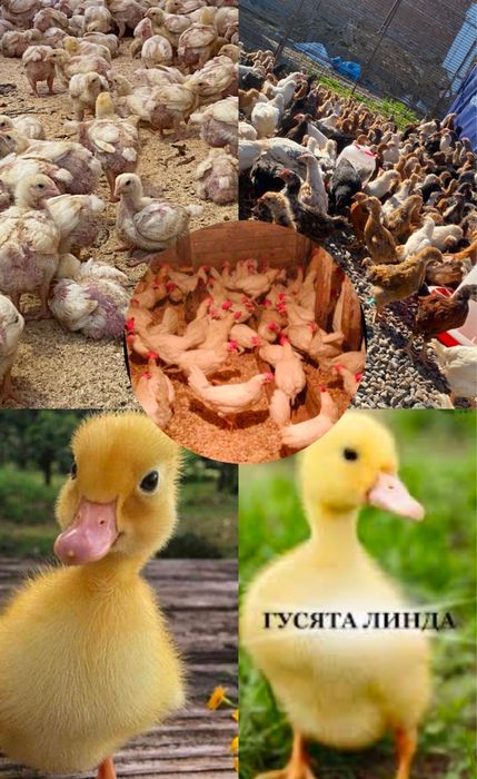 Куры несушки молодые , бролера , утята ,гусята