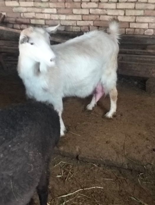 Козылы койлар сатылады