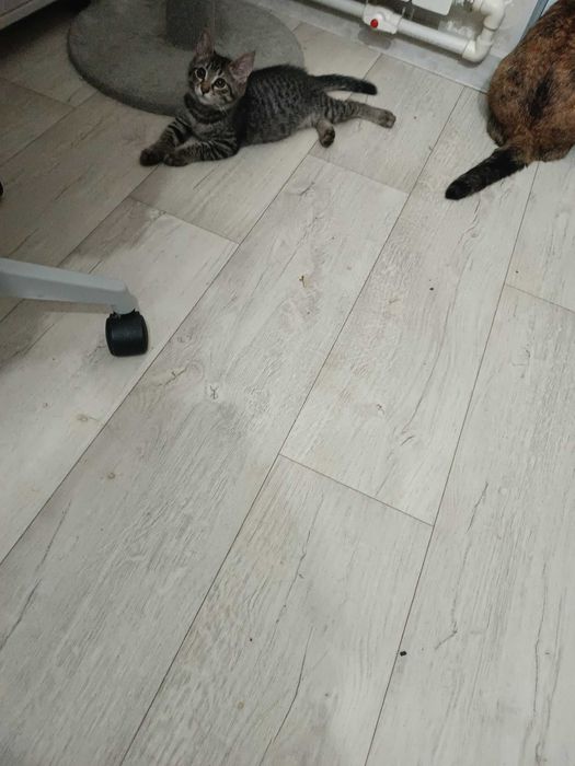Котята в добрые и заботливые руки