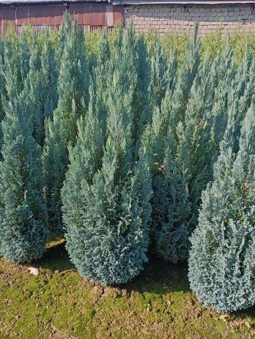 Chamanciparis lawsoniana elwodi