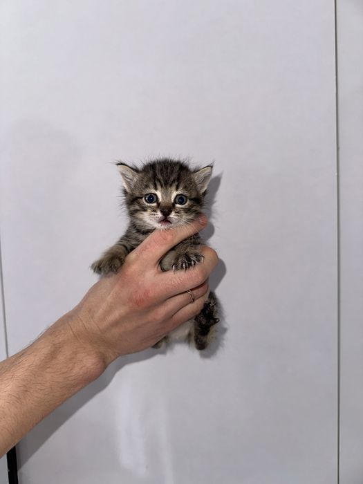 Котята помесь шотландцы