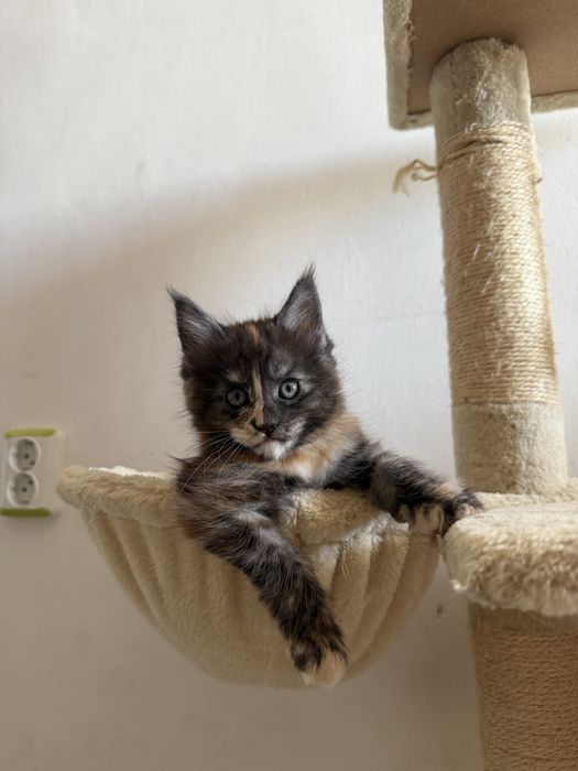 Котенца Мейн Куун