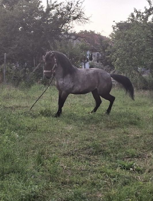 Vând o pereche de cai