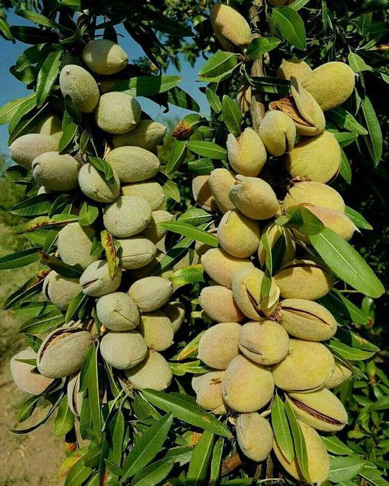 Bodom Bogi 100 gektar Srochno sotiladi