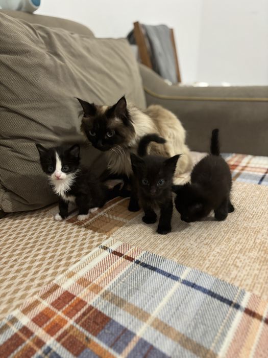 Отдам в добрые руки