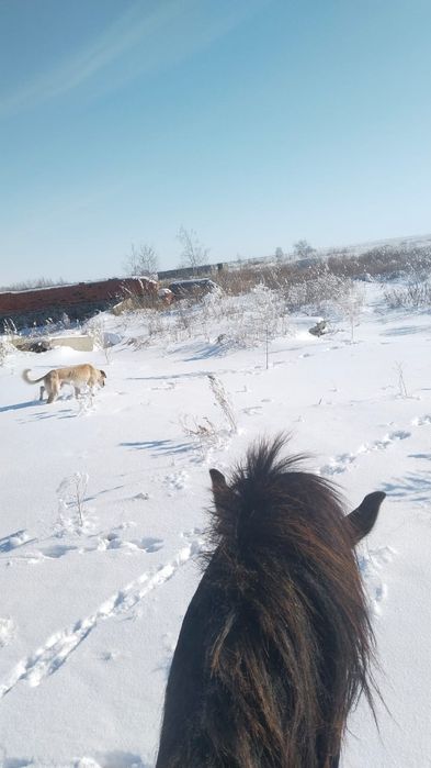 Гончие Тазы срочно