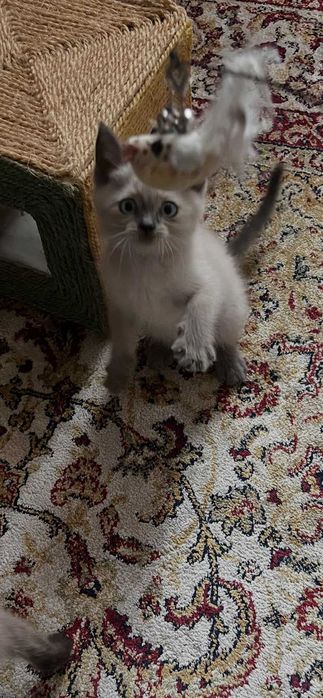 Красавчик-мальчик ищет дом!