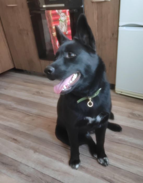 Отдам в хорошие руки