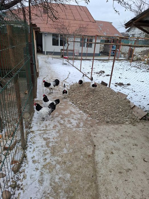 Gaini lakenvelder de vanzare