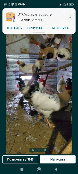 Продам яйца инкубационный