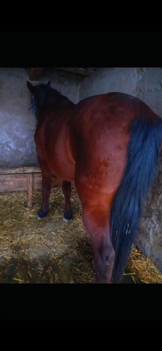 Vand cal căstrat foarte cuminte