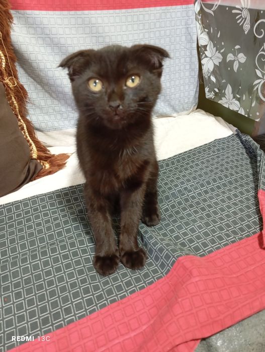 Mushuk bolasi sotiladi 2. Yarim oylik