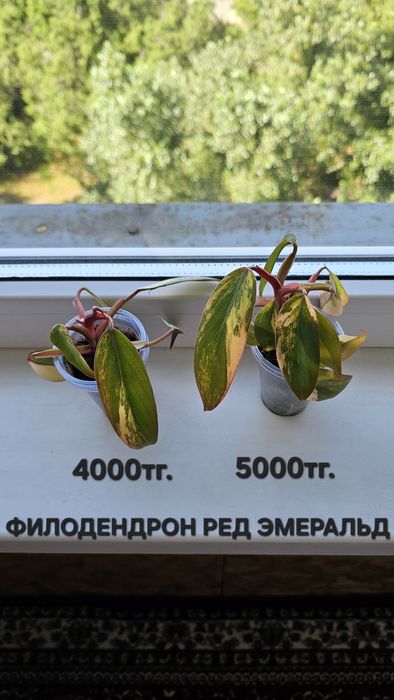 Комнатные растения