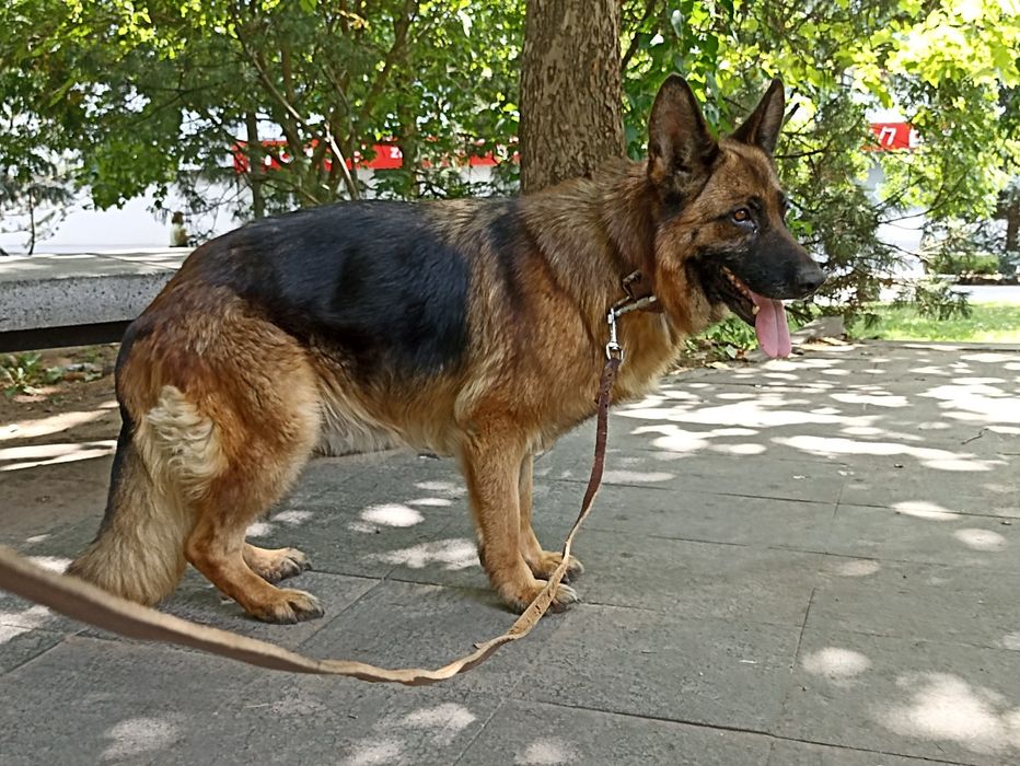 Vînd femelă CG. foarte frumoasă cu pedigree .