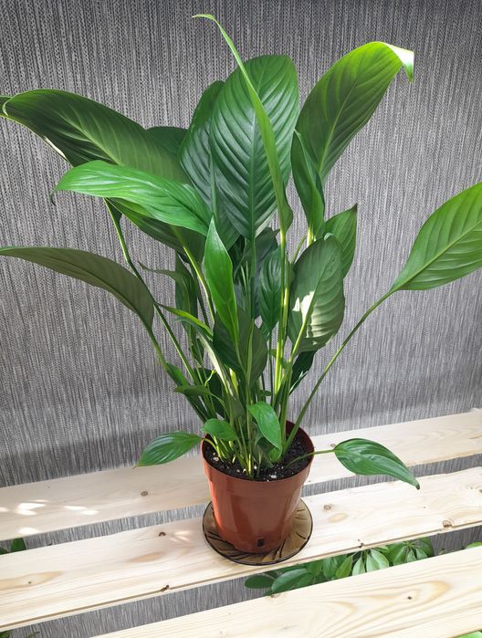 Продам Спатифиллум Блэк