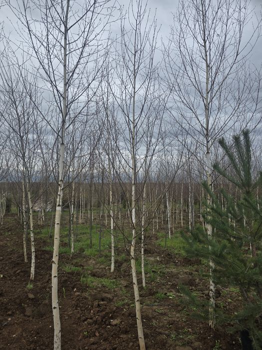 Leylandii mesteacăn