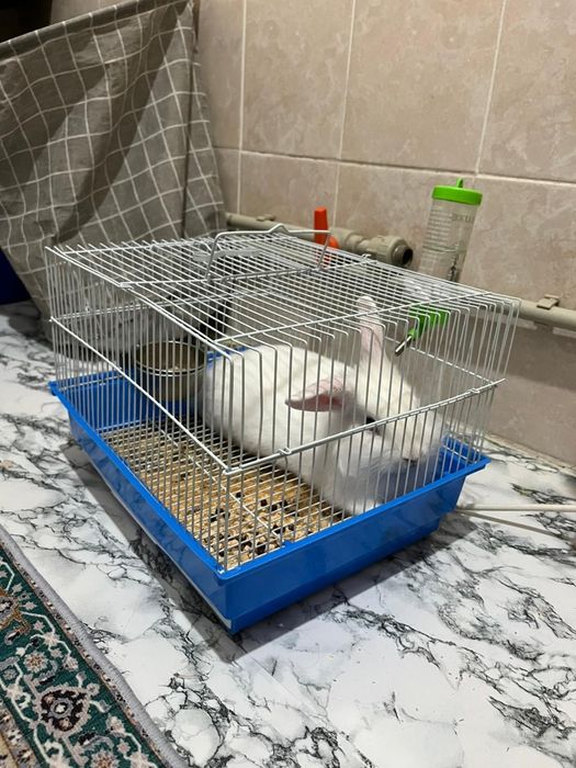 Домашний декоративный кролик