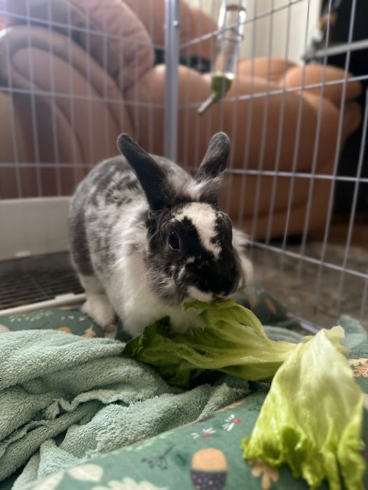 Молодые кролики,девочки