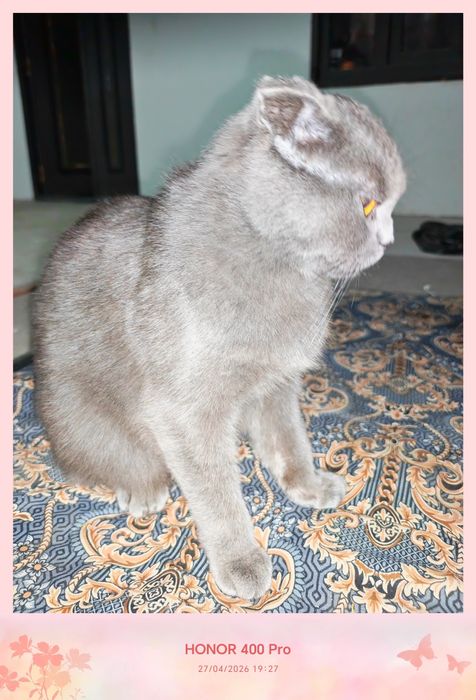 Фулд сотилади хомладор